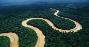 Kulera’s sale of Carbon Credits save forests in Africa