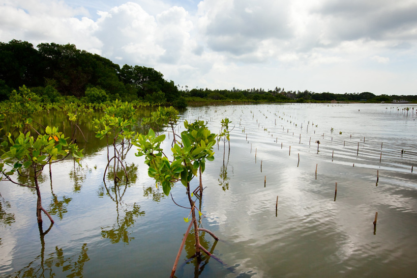 Transformative Mangrove Restoration: Unveiling Nature's Climate Change Defense with Global Experts Transformative Mangrove Restoration: Unveiling Nature's Climate Change Defense with Global Experts