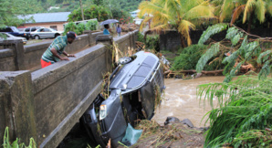 The cascading effects of tree logging in the Caribbean The cascading effects of tree logging in the Caribbean