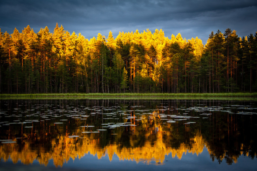 Enhancing North Carolina Forests: Veteran-Led Stewardship and Controlled Burns