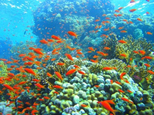 Grenada takes pro-active steps and rebuilds coral reefs