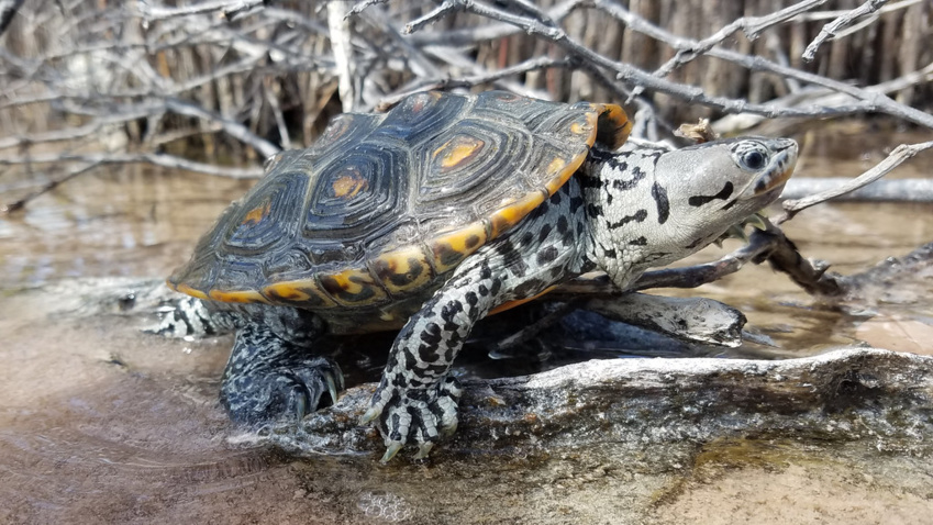 Protecting Diamondback Terrapins: Atlantic City Electric's Earth Month Initiative