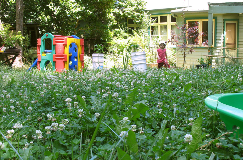 Eco-Friendly Clover: Low-Maintenance, Drought-Resistant Lawn Alternative Eco-Friendly Clover: Low-Maintenance, Drought-Resistant Lawn Alternative