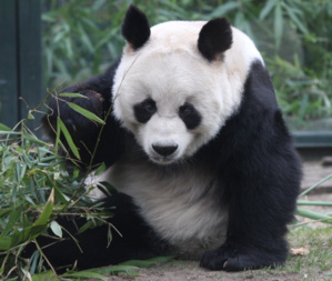Seagate Conducts A Restoration, Conservation and Monitoring Project At China’s National Park To Protect The ‘Giant Panda Habitat’