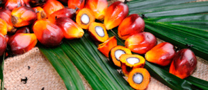 SPOTT, An Endeavour Of ZSL, ‘Au Secour’ To Better Inform The Stakeholders Of Palm Oil Industry