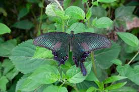 LA Galaxy Foundation Enhances Annalee Elementary Garden for Earth Month 2025 LA Galaxy Foundation Enhances Annalee Elementary Garden for Earth Month 2025