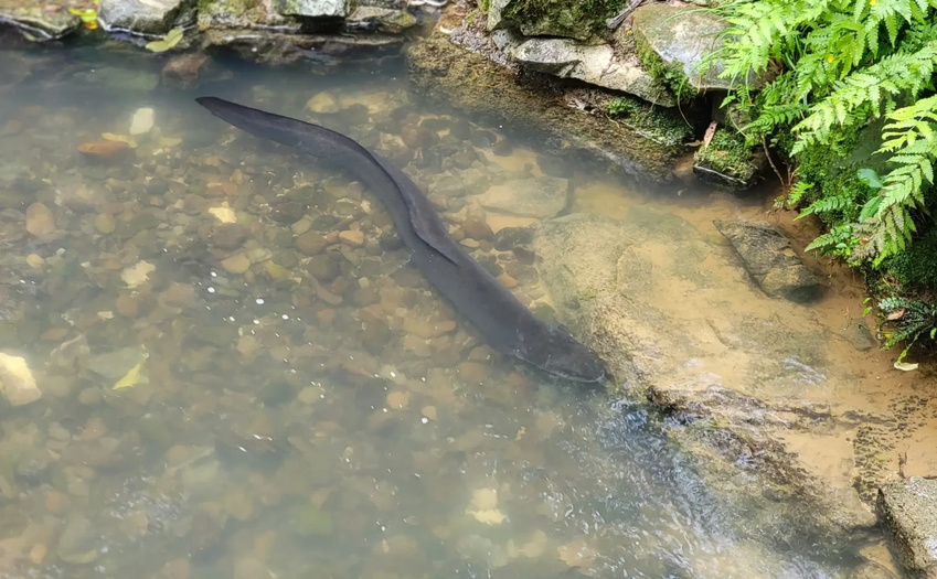 Eel and Shad Migration Restored at Blewett Falls Dam