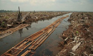Asia Pulp and Paper Starts A New Initiative To Tackle With Deforestation