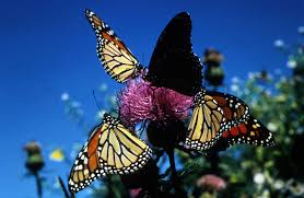 Covia and MJV Partner to Restore Pollinator Habitats in 2025 Covia and MJV Partner to Restore Pollinator Habitats in 2025