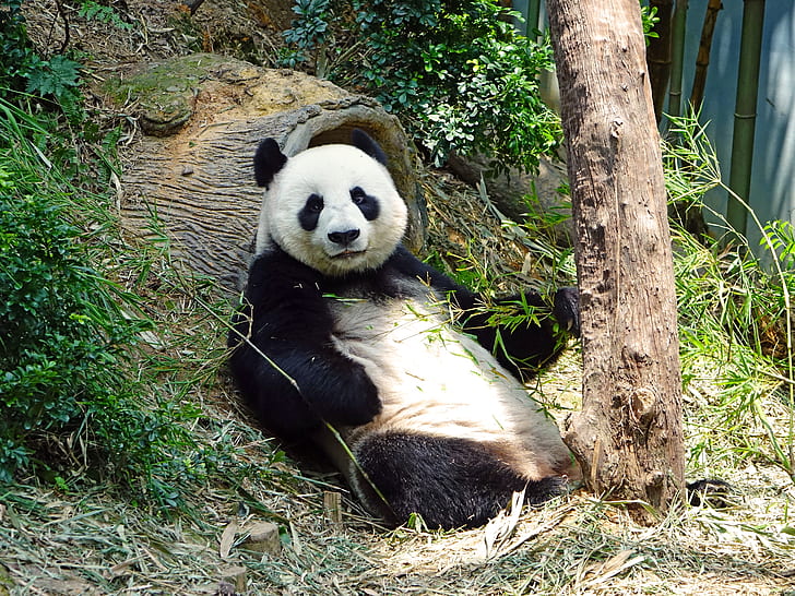 FedEx Supports Panda Conservation, Chimp Art Fundraiser & Fossil Climate Research