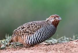 Quail Conservation at Dividing Creek: Restoring Habitat in New Jersey