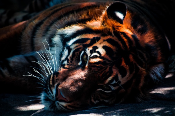 Business Are Urged To ‘Protect Wildlife’ By Joining Taskforce Membership