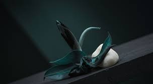 Learn Nature-Inspired Innovation with the Biomimicry Institute’s AskNature Course