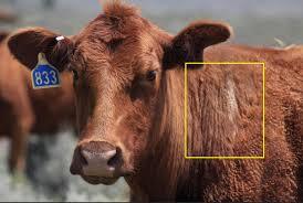 Clover Biopharma Advances Phase 2 Trial for RSV Combination Vaccines