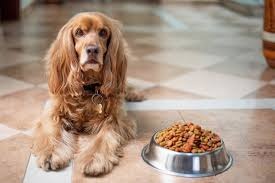 Global Dog Food Market to Reach USD 97.4 Billion by 2036