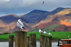 What Are The Environmental Impacts Of Brexit?