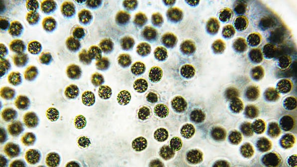 Machine Learning Boosts Biosensor Accuracy for Microcystin Detection