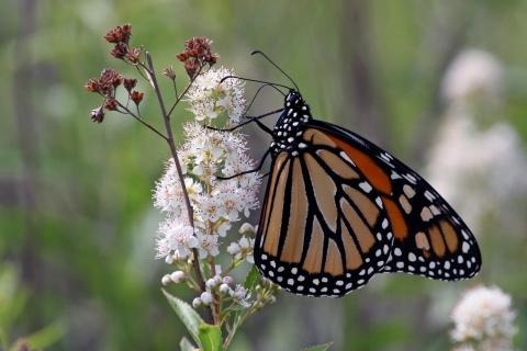 Georgia DOT Expands Monarch Butterfly Habitat