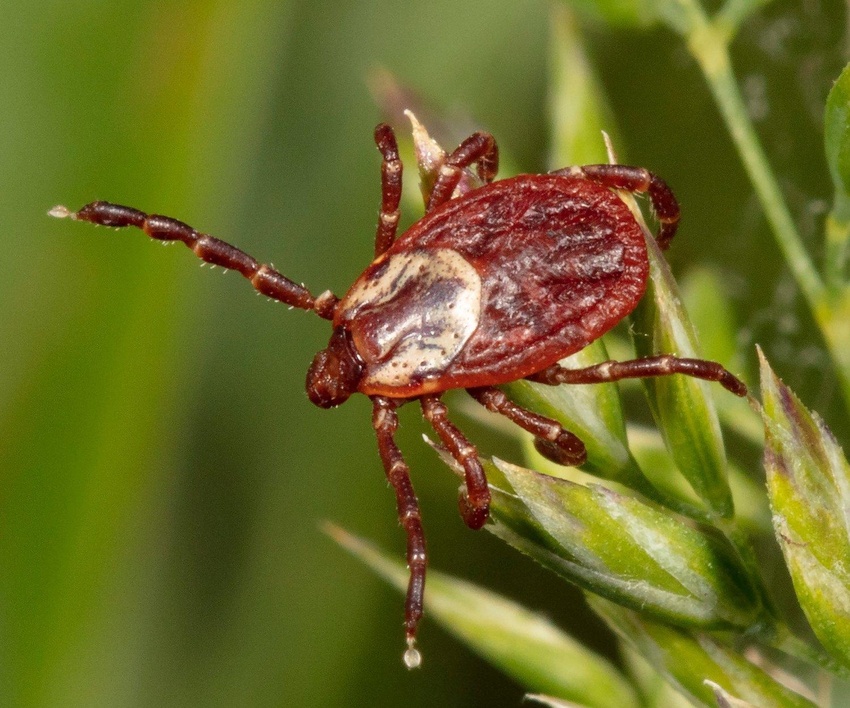 Elanco Tackles Year-Round Tick and Itch Season Elanco Tackles Year-Round Tick and Itch Season