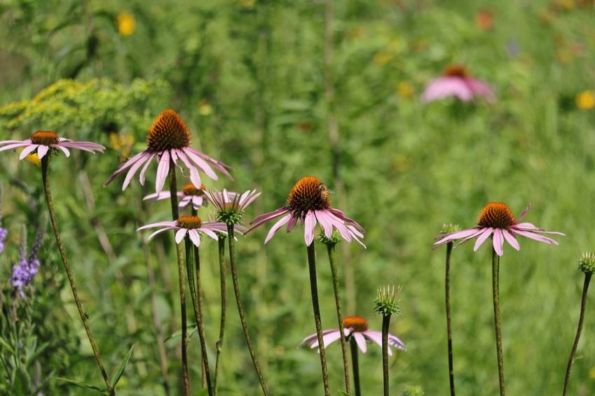 Cox and The Ray Create Pollinator Habitats Across Southeast