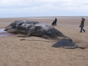 Costa Cruises Signs The Sperm Whale Conservation Protocol