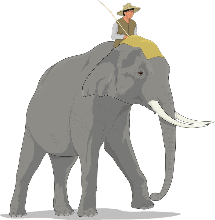 Business Case Should Be Presented Like Riding On An Elephant