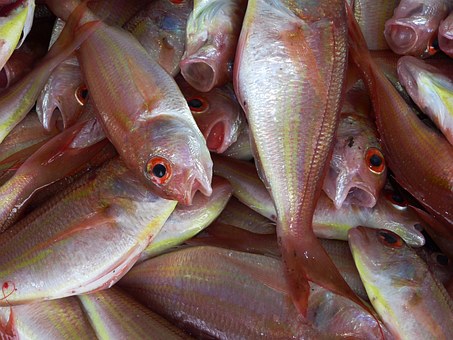 Scientists Find Out New Ways To Identify Sustainable Sources Of Fishing Scientists Find Out New Ways To Identify Sustainable Sources Of Fishing