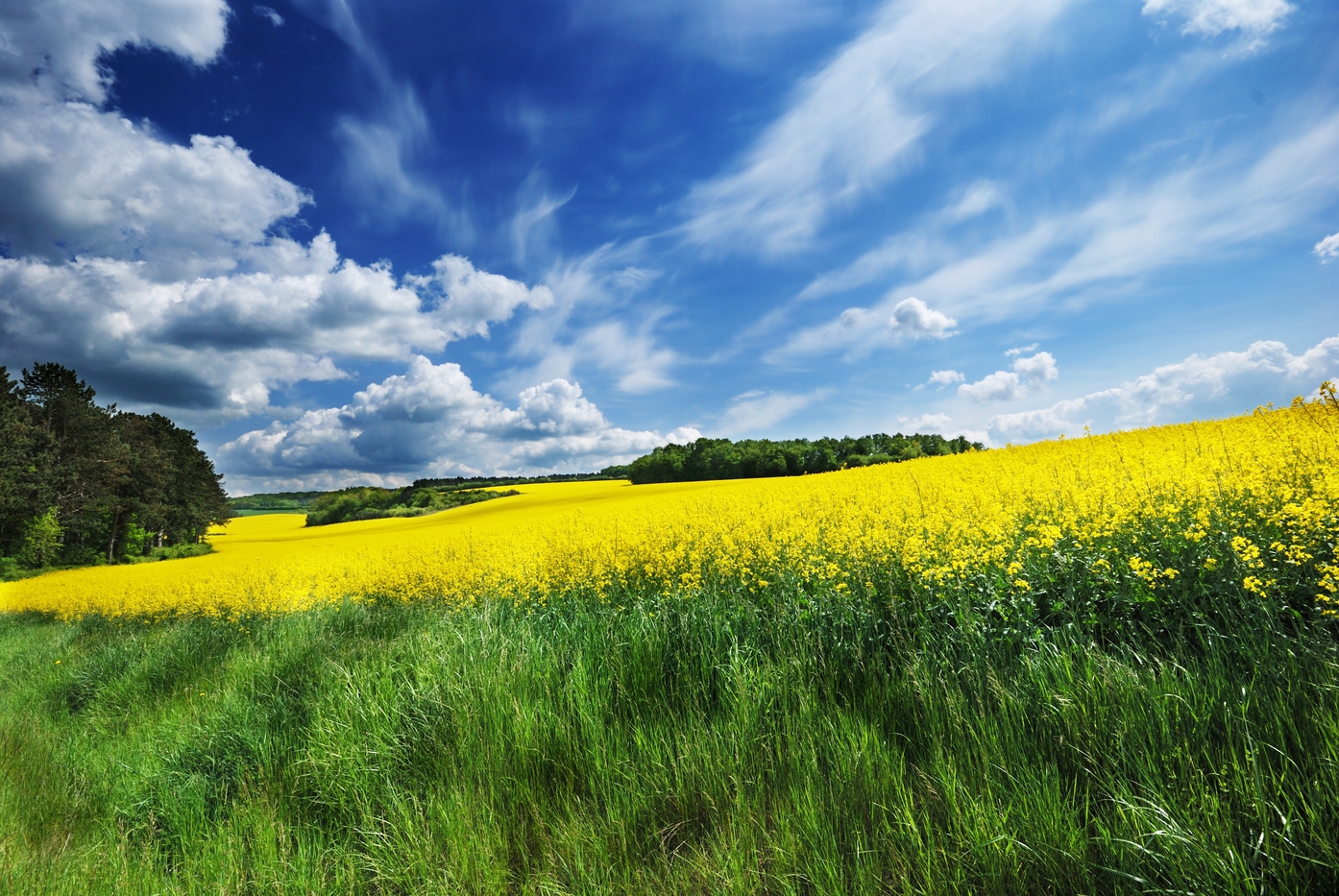 As the renewable energy sector is blooming, ‘implementors’ are coming to the picture