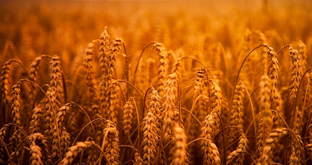 Sustainable Farming Is A Door Way To ‘Low Carbon Economy’