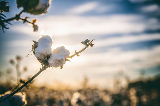 Haiti Is Harvesting Its Cotton Crop After A '30 Years Hiatus’ As A Reforestation Agenda