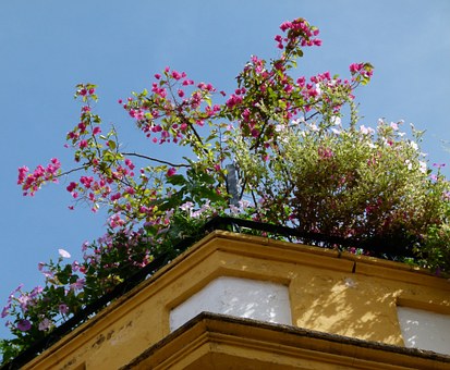 Rooftop Garden Is A Recent Addition To LACC’s Environment Friendly Features