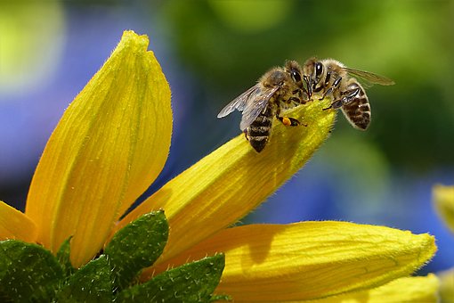 “Bee Responsible” Promotes ‘Pollinator-Friendly’ Gardening