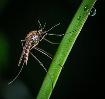 Environment Friendly Mosquito Control Device Mimics Carnivorous Plant