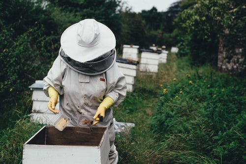 Building Access To Stable Financing Through ‘Honey, Cocoa & Coffee Businesses’ In Mexico