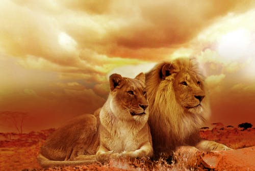 Protecting Lion Means Protecting The ‘Entire Circle Of Life’