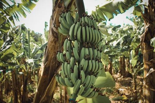 Incorporating Sustainable Integrated Management In World’s ‘Largest’ Banana Export Chain