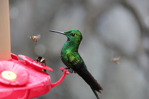 Mexico Builds Urban Gardens To Prevent Hummingbirds Extinction
