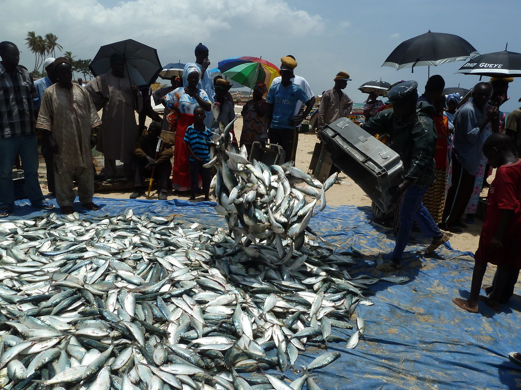 Qualcomm, FHI, partners with Senegal to improves lives of fisheries sector Qualcomm, FHI, partners with Senegal to improves lives of fisheries sector