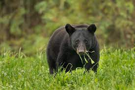 NFWF and International Paper award $2.6M for restoring natural habitat for Louisiana black bear NFWF and International Paper award $2.6M for restoring natural habitat for Louisiana black bear