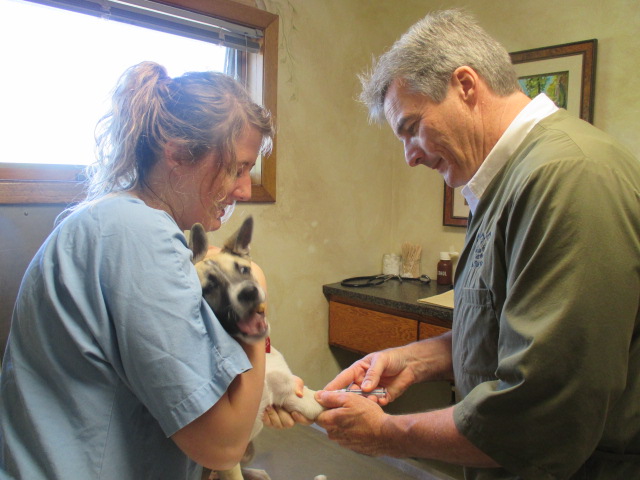 DNA testing your dogs increases its quality of life DNA testing your dogs increases its quality of life