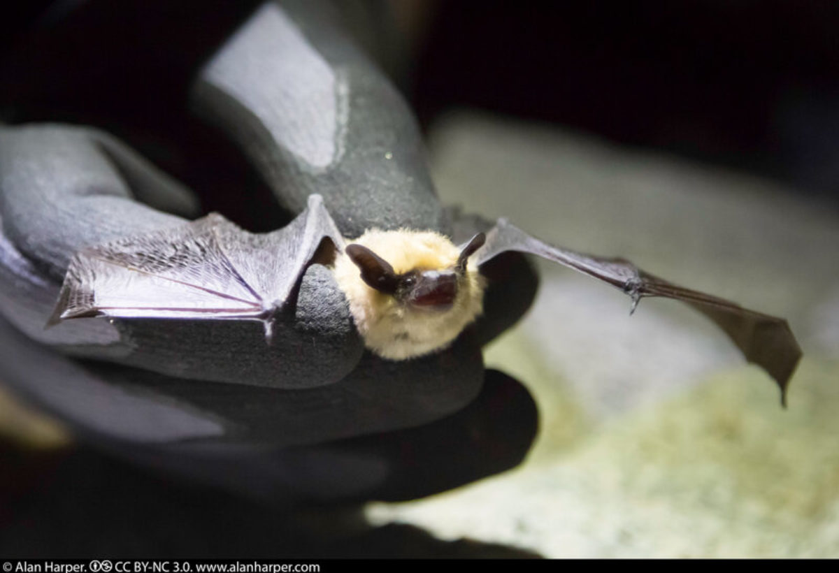 Abbott Pandemic Defense Coalition’s video series highlights defense against viruses Abbott Pandemic Defense Coalition’s video series highlights defense against viruses