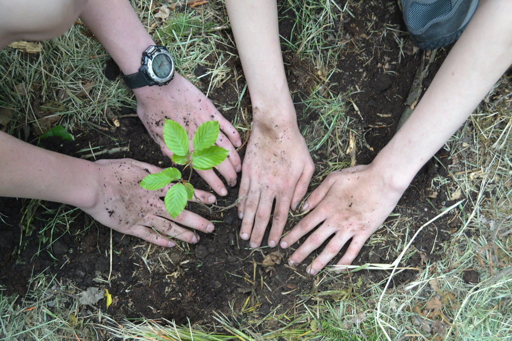 Arbor Day Foundation partners with Credit One Bank, offers unique tree planting opportunities  Arbor Day Foundation partners with Credit One Bank, offers unique tree planting opportunities