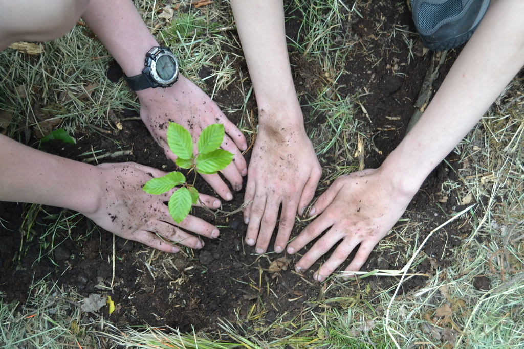 Arbor Day Foundation partners with Credit One Bank, offers unique tree planting opportunities 