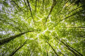 94% Americans believe trees are good for environment: Poll result 94% Americans believe trees are good for environment: Poll result