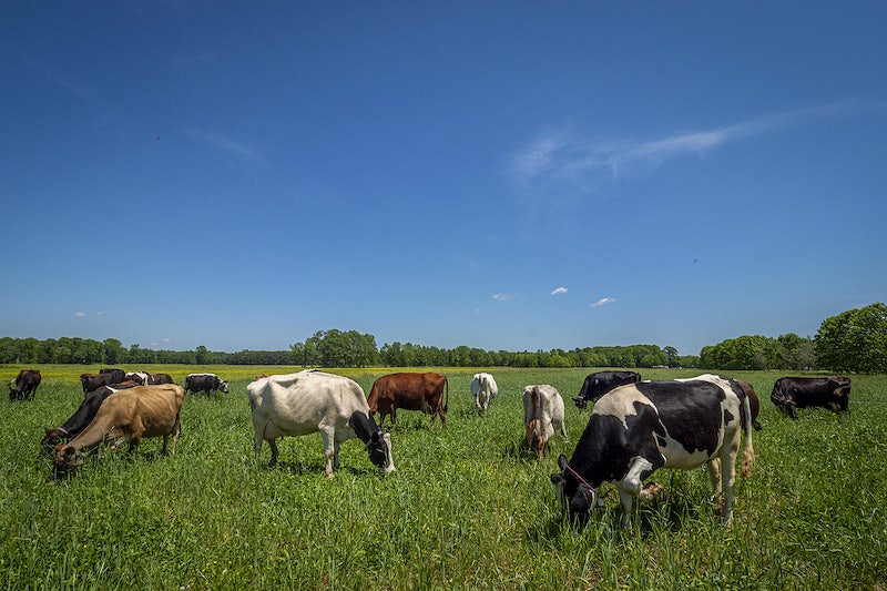 Aurora Organic Dairy's 2022 Sustainability Report: Achieving Animals, People, and Planet Goals