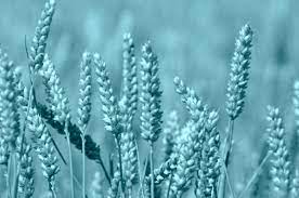 Net Zero Challenges in Food & Beverage Sector: Insights from CGF Global Summit - A Podcast Recap Net Zero Challenges in Food & Beverage Sector: Insights from CGF Global Summit - A Podcast Recap