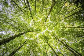 Sustainable Forestry and Climate Change Analysis: Long-Term Planning