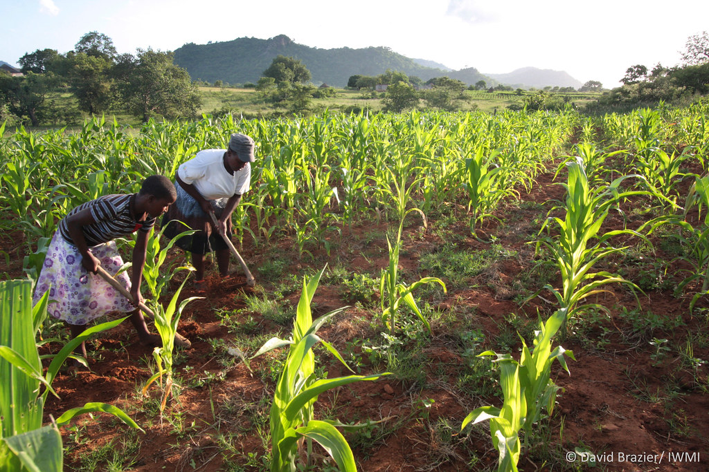Empowering Smallholders: BayG.A.P. Training and Innovation Initiatives