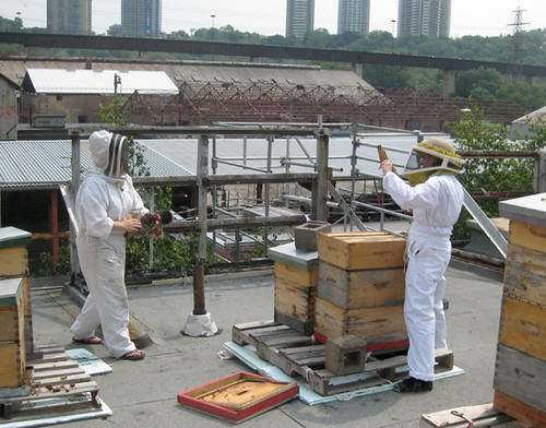 Sustainable Urban Beekeeping: AllianceBernstein and Fifth + Broadway’s Innovative Partnership