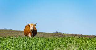 Sustainable Agriculture Initiatives: Freshippo's Zero-Carbon Honey and Desert Pumpkin Farming Lead Climate Change Solutions Sustainable Agriculture Initiatives: Freshippo's Zero-Carbon Honey and Desert Pumpkin Farming Lead Climate Change Solutions